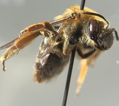 Andrena macra