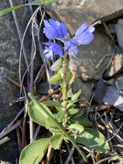 Polygala vulgaris