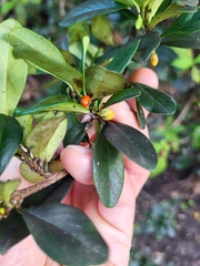 Erythroxylum urbanii