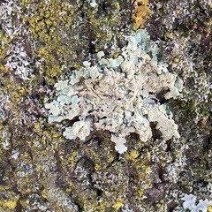 Flavoparmelia soredians