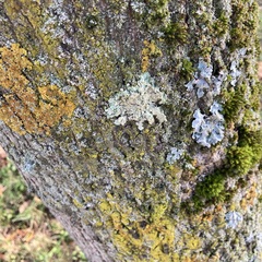 Flavoparmelia soredians