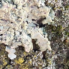 Flavoparmelia soredians