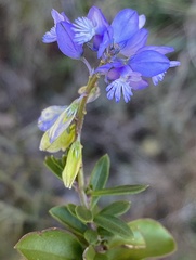 Polygala vulgaris