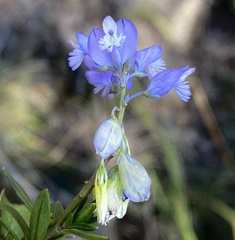 Polygala vulgaris