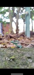 Anolis equestris