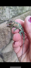 Anolis equestris