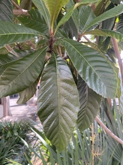 Eriobotrya japonica