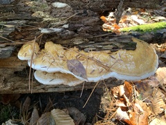 Fomitopsis