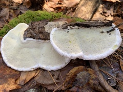 Fomitopsis