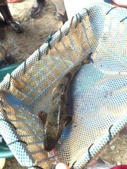 Hypentelium nigricans