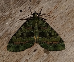 Larentiinae