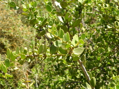 Maytenus vitis-idaea