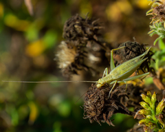 Oecanthus nigricornis