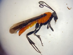 Aerophilus nigripes