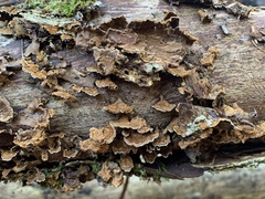 Agaricomycotina