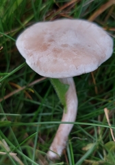 Clitocybe rivulosa