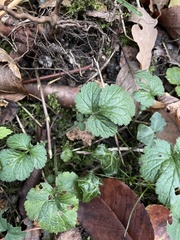 Geum