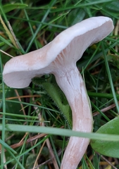 Clitocybe rivulosa