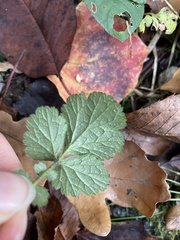 Geum