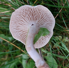 Clitocybe rivulosa