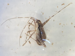 Phytocoris minituberculatus