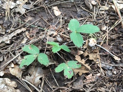 Fragaria virginiana glauca
