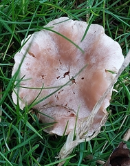 Clitocybe rivulosa