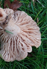 Clitocybe rivulosa