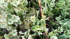 Cladonia phyllophora
