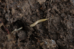 Nicoletiidae