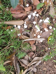 Termitomyces microcarpus