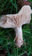 Clitocybe rivulosa