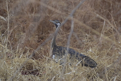 Lissotis melanogaster