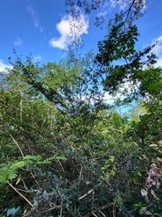 Erythroxylum urbanii