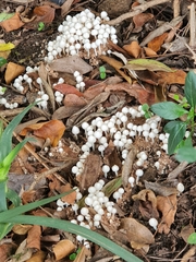 Termitomyces microcarpus