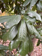 Photinia serratifolia