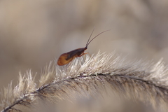 Anabolia