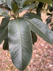 Photinia serratifolia