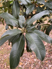 Photinia serratifolia