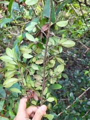 Erythroxylum urbanii