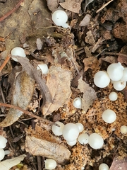 Termitomyces microcarpus