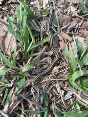 Thamnophis proximus orarius