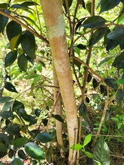 Calyptranthes pallens