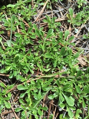 Antennaria marginata