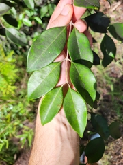 Calyptranthes pallens