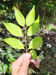 Calyptranthes pallens