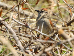 Synallaxis frontalis