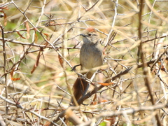 Synallaxis frontalis