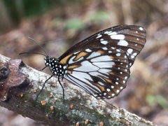 Danaus affinis