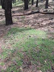 Antennaria marginata